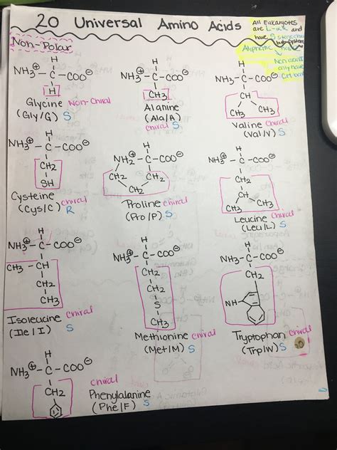 Mcat Amino Acids Cheat Sheet Pdf at Charlotte Smartt blog