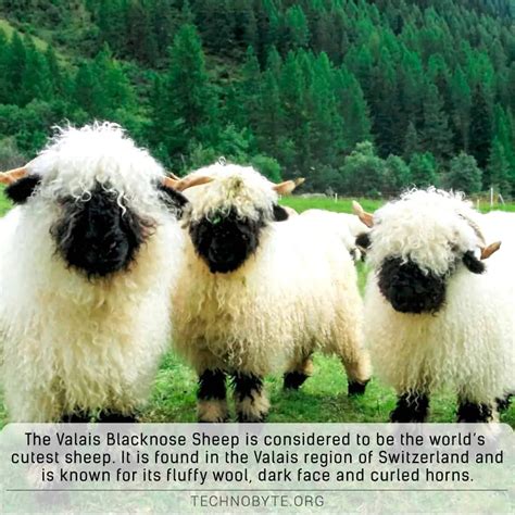 Valais Blacknose Sheep - All you need to know about 'The cutest sheep'