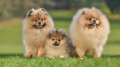 10 Small Fluffy Dog Breeds For Cuddles And Companionship EN Pet YOLO