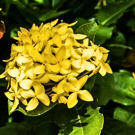 Ixora Coccinea "Singapuri Ixora" - Plant – Lalit Enterprise