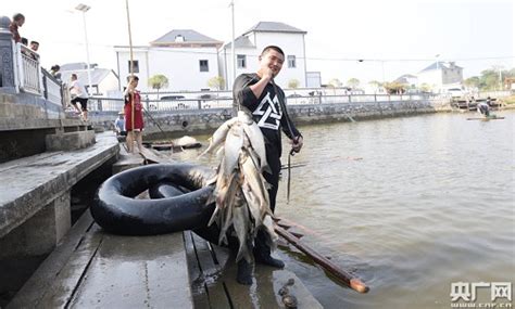 江西九江：鄱阳湖近十年来首次发现大量刀鱼群体-人民图片网