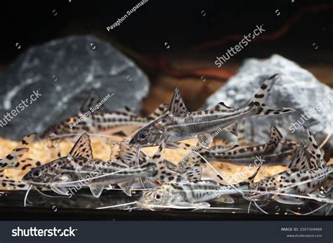 Large School Angel Catfish Pimelodus Pictus Stock Photo 2207304969 ...