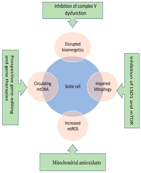 Mitochondria: Emerging Consequential in Sickle Cell Disease