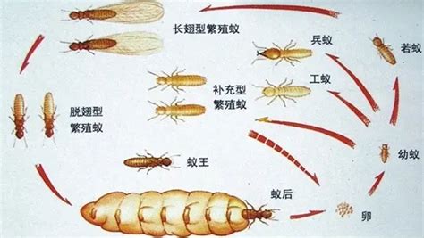 上海白蚁防治科学防蚁很重要-食蚁兽白蚁防治中心