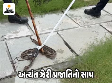 A highly venomous Russell's Viper snake emerges in Surat; The fire ...