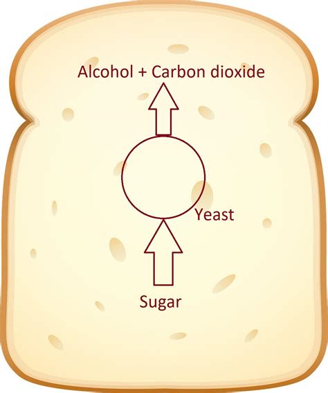 Household and commercial uses of microrganisms — lesson. Science CBSE ...