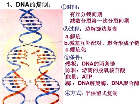 DNA 复制过程中，组蛋白如何复制？核小体如何重组？组蛋白修饰如何遗传？ - 知乎