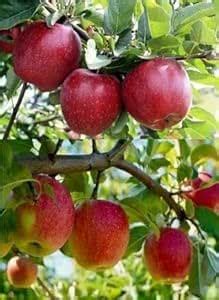 Premium Apple Plant – Organic Apple Tree Seedling, Fast-Growing ...