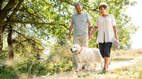 Cómo debes llevar al perro cuando lo sacas a pasear - Uppers