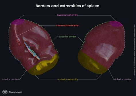 Spleen | Anatomy.app