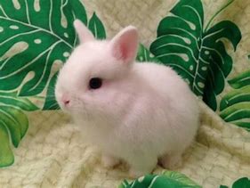 Image result for Stuff to Take Care Dwarf Bunnies