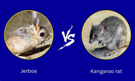 Jerboa กับ Kangaroo Rat: อะไรคือความแตกต่างของพวกเขา? | Newagepitbulls