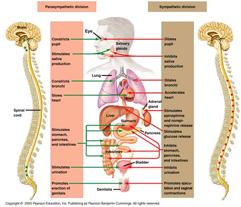 neuroscience - what is meta-sympathetic nervous system? - Biology Stack Exchange