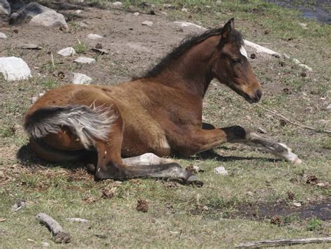 Why Does a Horse Lie Down? – The Horse