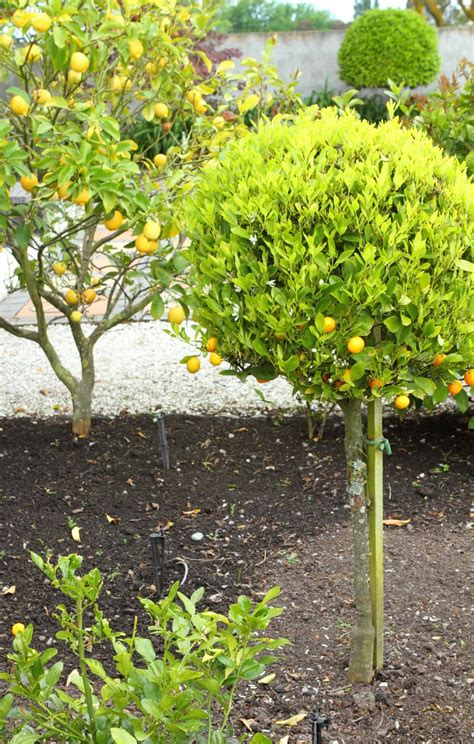 How to prune a lemon tree 🍋 ️ Key techniques for a healthy harvest