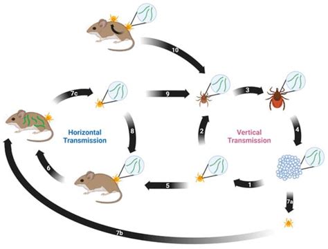 Pathogens | Special Issue : Pathogenesis, Epidemiology, Host Response ...