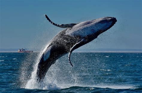 Plettenberg Bay Crowned a Whale Heritage Site; One of Seven Worldwide