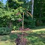 Image result for Summer Chocolate Mimosa Tree