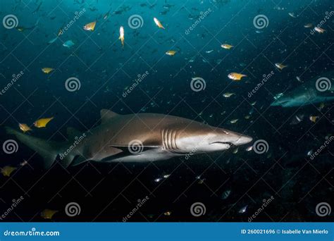 Big Grey Nurse Shark in South West Rocks, Australia Stock Photo - Image ...