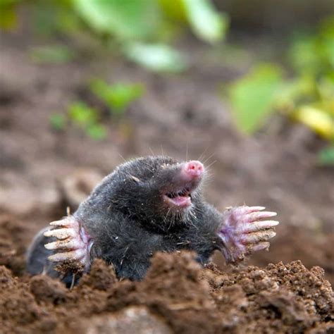 Moles vs. Voles: what’s the Difference? | Rottler Pest Solutions