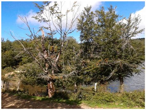 Phytophthora × cambivora as a Major Factor Inciting the Decline of ...