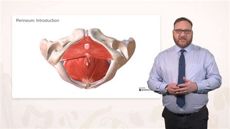 Perineum – Online Anatomy Course | Lecturio