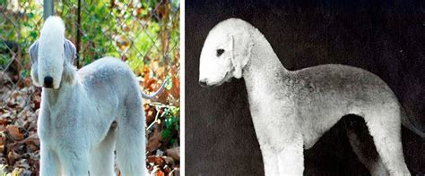 Image result for Rarest Dogs