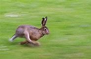 Image result for Antler Hare