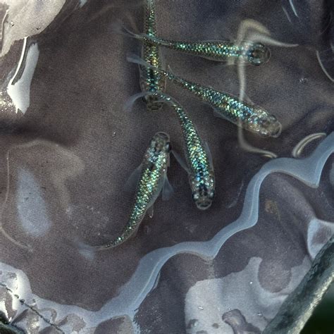 Aurora Miyuki Sapphire Medaka Rice Fish Eggs 10 fertilized eggs - US B ...