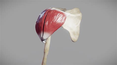 Deltoid Muscle Origin And Insertion
