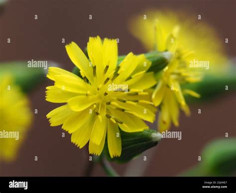 Oriental false hawksbeard (Youngia japonica), Plantae, 台灣雲林縣 Stock ...