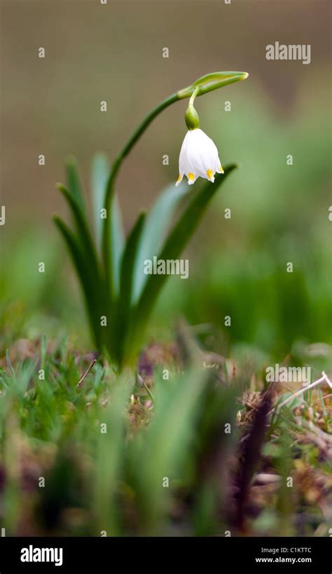 Image result for Spring Winter Snowflake