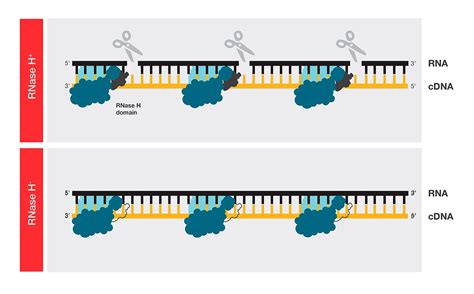 Image result for How Does Reverse Transcriptase Work