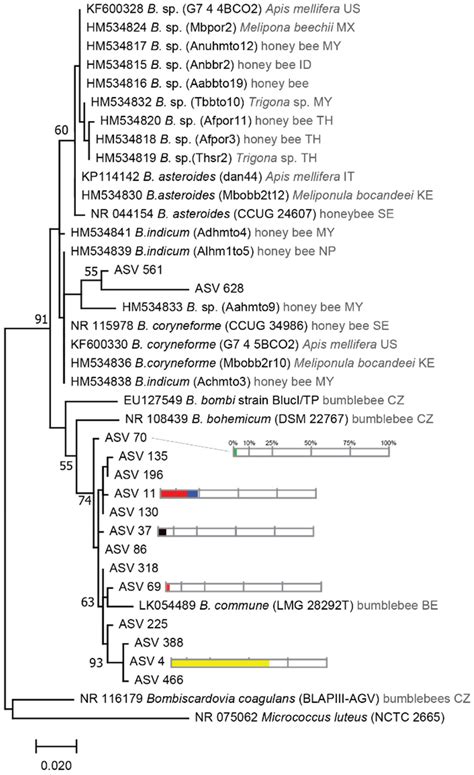 Loss and Gain of Gut Bacterial Phylotype Symbionts in Afrotropical ...