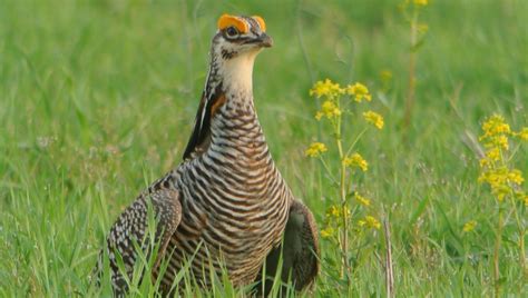 Spring Chickens 11 的图像结果