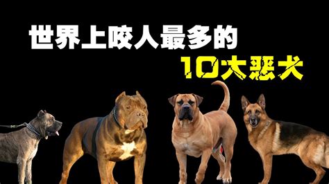 【世界之最】：十大恶犬排行榜 | 新生活报 - ILifePost爱生活