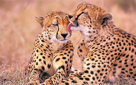 4K, Big cats, Cheetahs, HD Wallpaper | Rare Gallery