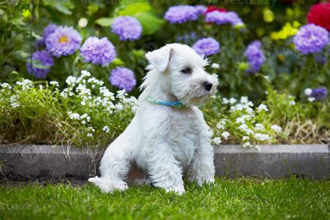 white miniature schnauzer puppy 1390129 Stock Photo at Vecteezy
