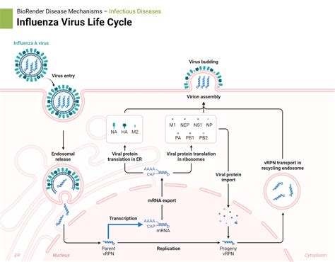 Influenza Virus Life Cycle | BioRender Science Templates