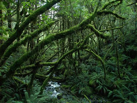 Temperate rainforest | Description, Climate, Life, & Facts | Britannica