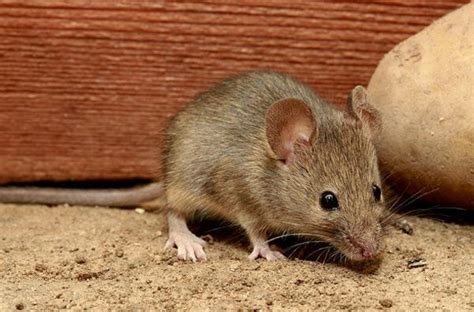 中国常见的5种老鼠，最后一种最危险，曾杀死1/3的欧洲人！
