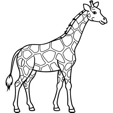 Minimalistic line art and animal vector illustration of reticulated ...