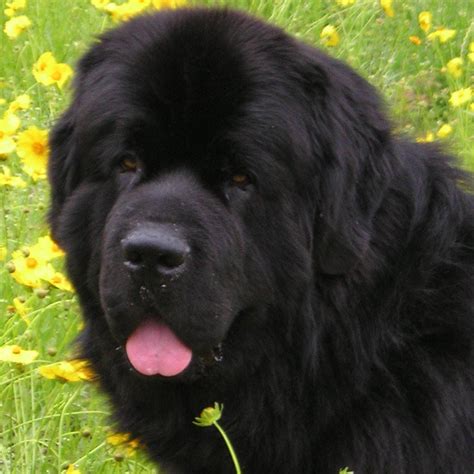 Newfoundlander Dogs 的图像结果