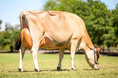 Jersey Cow | Dairy Farms