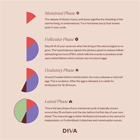 What are the 4 Phases of the Menstrual Cycle? – DIVA US