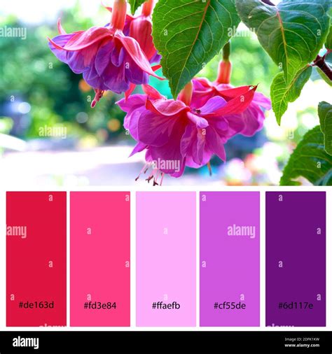 Fuchsia Color Palette