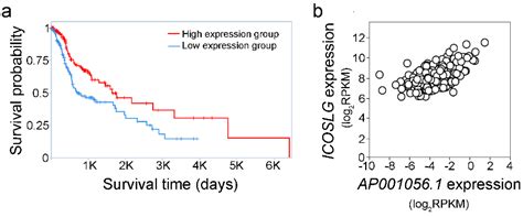 AP001056.1, A Prognosis-Related Enhancer RNA in Squamous Cell Carcinoma ...