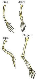 Heredity and evolution (complete notes) - Class 10 PDF Download