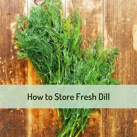 How To Grow Dill From Grocery Store at Larry Hinojosa blog