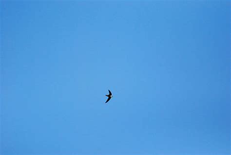 Image result for Light Blue Solid Color Background